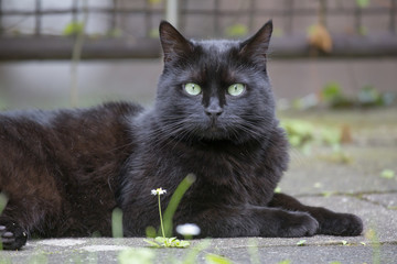 Schwarze Katze im Garten