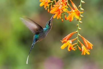 Green hermit, hovering next to orange flower, bird from mountain tropical forest, Costa Rica, beautiful hummingbird sucking nectar from blossom, bird in flight, stretched wings