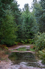 Fototapeta na wymiar Beautiful English woodland scene