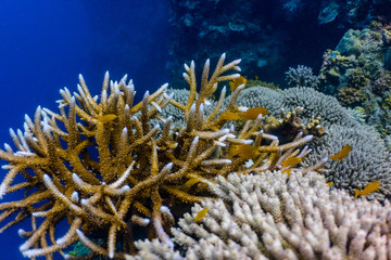 Fototapeta na wymiar Healthy corals and reef fish in a thriving coral reef