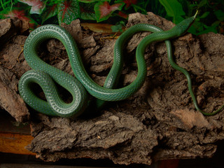 Rhinoceros ratsnake Gonyosoma boulengeri young in terrarium  