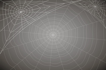 concentric white web on a gray background