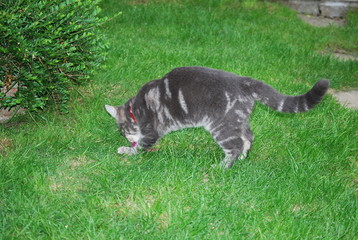 Grey Kitten in Garden