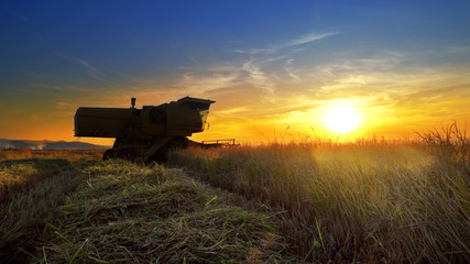 Fototapeta premium A farmer on a combine harvester (header) harvesting a crop of oats at sunset, with the header coming straight towards the camera