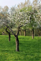 Fototapeta premium alte blühende Obstbäume