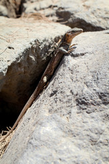 Gran-Canaria-Rieseneidechse, Kanareneidechse, Gekko 