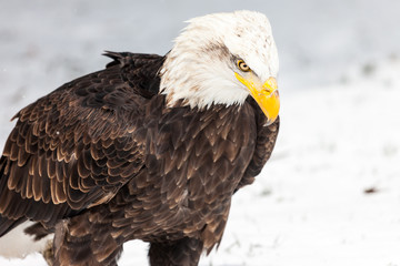 Bald Eagle in winter 
