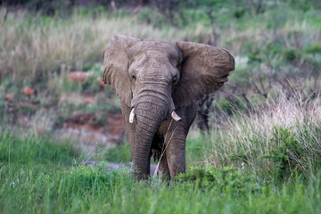 Fototapeta na wymiar Bull elephant in the Nkomazi Game Reserve in South Africa