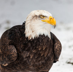 Bald Eagle in winter 