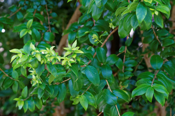 Myrtus communis, the common myrtle