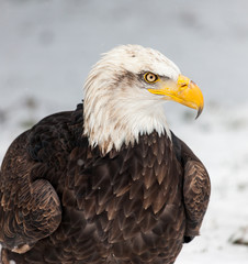 Obraz premium Bald Eagle in winter 