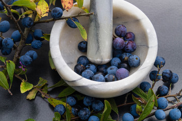 Schlehdorn - Prunus spinosa