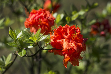 Krzew rododendron podczas kwitnienia. Piękne czerwone kwiaty rododendronu na tle ogrodu. - obrazy, fototapety, plakaty