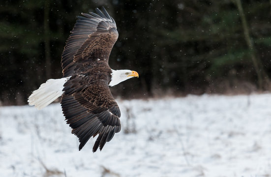 Bald Eagle in winter 