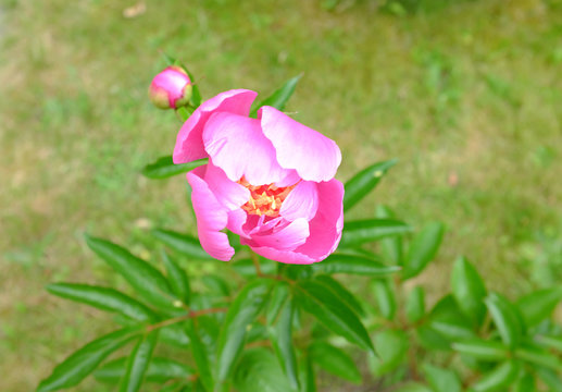 Paeonia, Doreen
