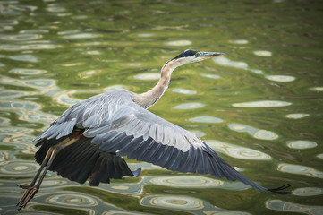 heron flight