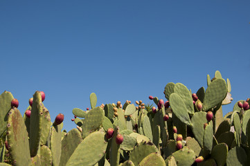 Salento - Spinosi e gustosi frutti di fichi d'India