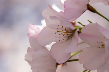 Washington DC Monuments Cherry Blossoms