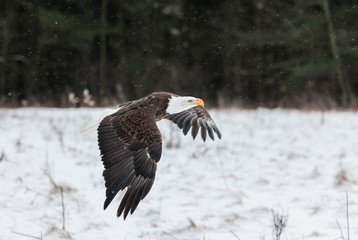 Bald Eagle in winter 