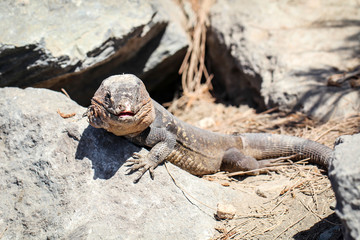 Gran-Canaria-Rieseneidechse, Kanareneidechse, Gekko 