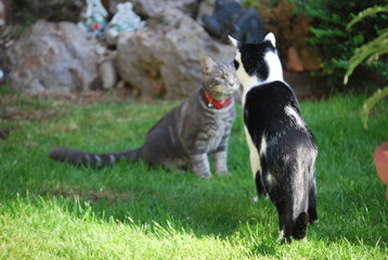 Obraz na płótnie Canvas Two Kittens in Garden