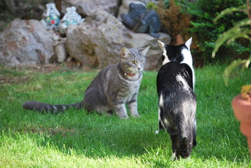 Two Kittens in Garden