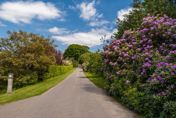 Fototapeta na wymiar Edinburgh, Scotland, UK - June 14, 2012: Rural road with green borders and flowers under blue sky with white clouds in Dalmany House back country