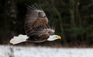 Bald Eagle in winter 