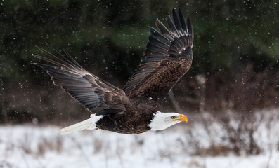 Bald Eagle in winter 