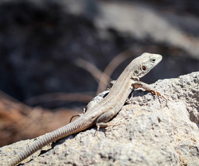 Gran-Canaria-Rieseneidechse, Kanareneidechse, Gekko 
