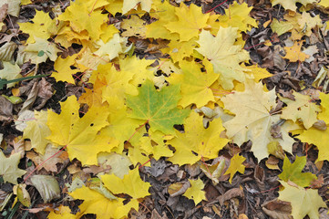 Yellow autumn maple leaves lie on the ground