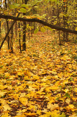 Obraz premium The path in the forest is covered with yellow maple leaves