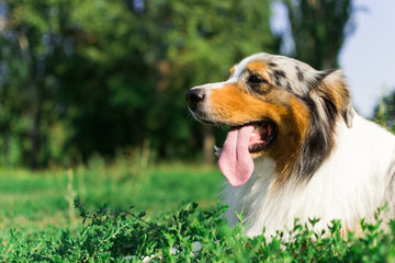 the Australian shepherd has a rest in nature. posing at the camera