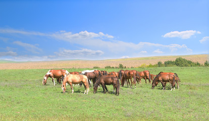 Naklejka na ściany i meble one white standout horse in the herd among brown horses against the background of a colorful blue sky and green hills 