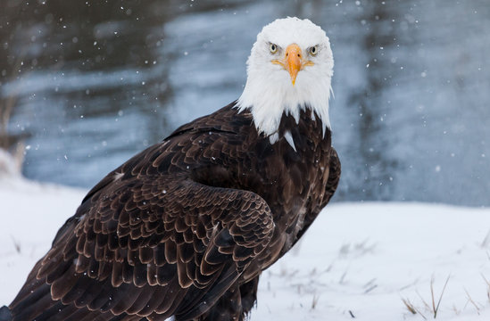 Bald Eagle in winter 