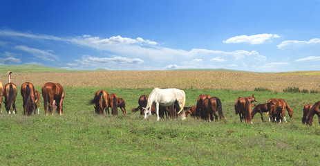 Fototapeta na wymiar one white standout horse in the herd among brown horses against the background of a colorful blue sky and green hills 