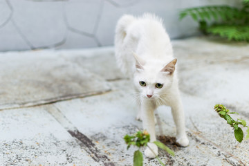 A white stray cat feels threatened and makes a hunchback. Cat rounded defending