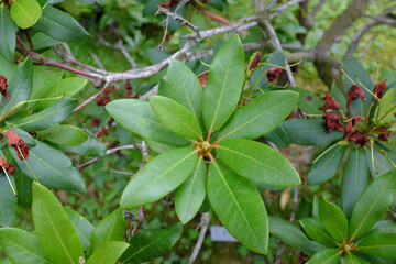 Rhododendron cv. Sametglut, Ericaceae