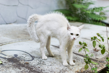 A white stray cat feels threatened and makes a hunchback. Cat rounded defending
