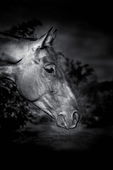 głowa konia czarnobiałe © Henryk Niestrój