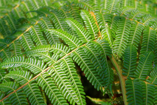 Dicksonia fibrosa