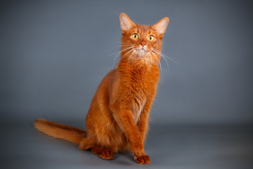 Somali cat on colored backgrounds