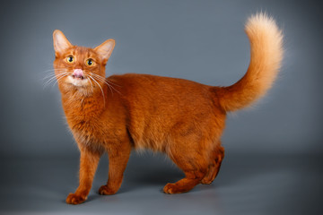 Somali cat on colored backgrounds
