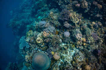 Healthy corals and reef fish in a thriving coral reef