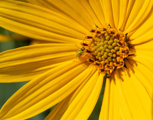 Yellow Flower and Green Bug
