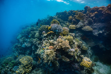 Fototapeta na wymiar Healthy corals and reef fish in a thriving coral reef