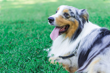the Australian shepherd has a rest in nature. posing at the camera