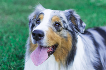 the Australian shepherd has a rest in nature. posing at the camera