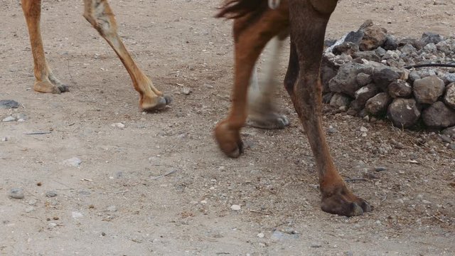 Camel Legs Walking on Sandy Path 3