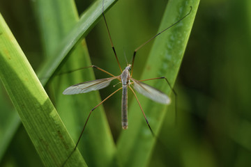 mosquito